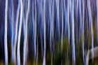 Autumn Aspen grove in motion in Glacier National Park, Montana, USA Art Print